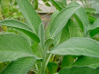 Karaciğerde Hemanjiom Bitkisel Tedavisi